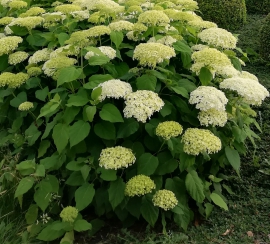 Tuin en Haagplanten Westmalle